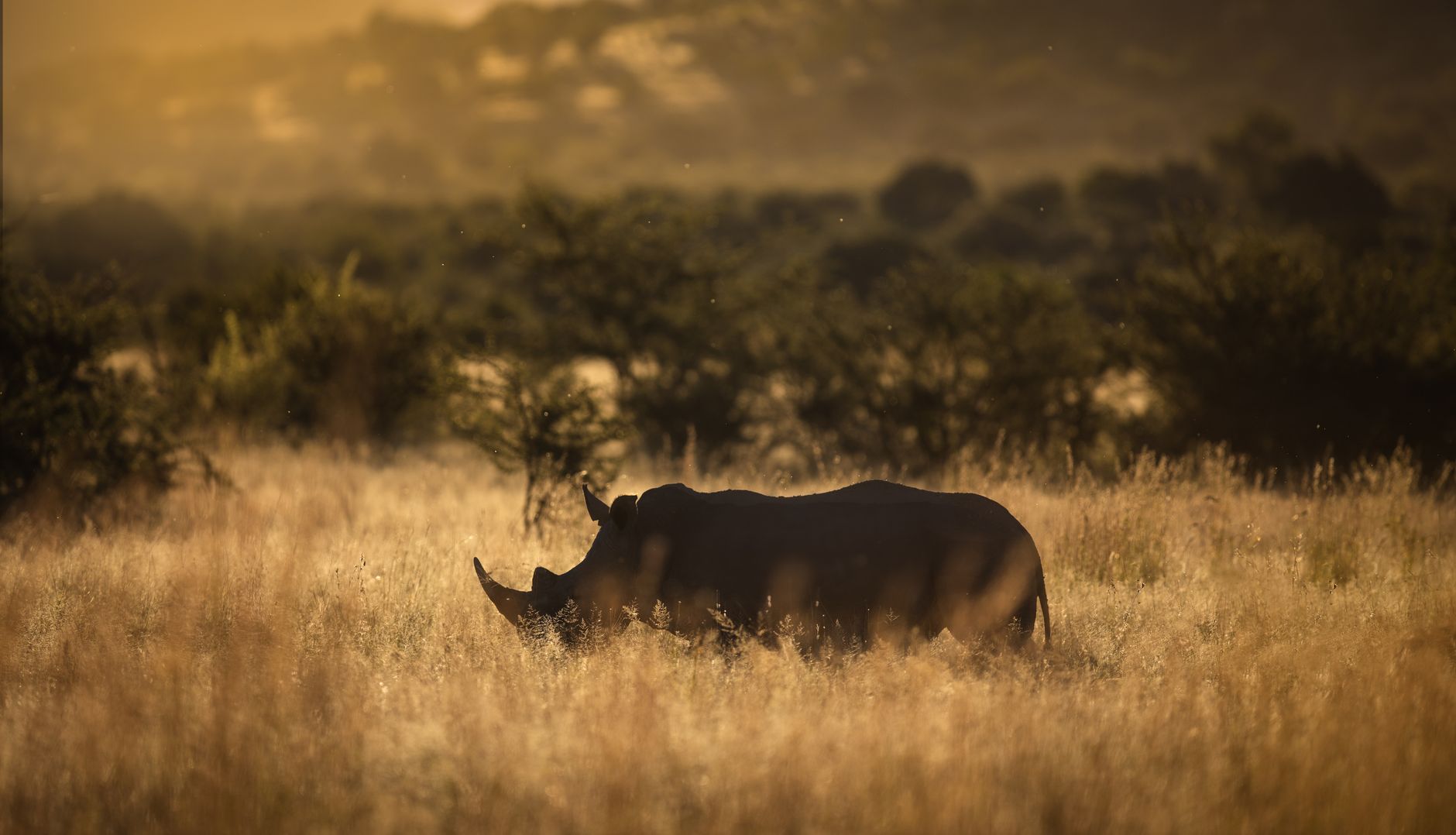Nairobi National Park Ecotourism